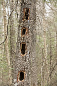 Conifer dug by a pileated woodpecker in search of insect larvae. La Mauricie National Park. Quebec. Canada
