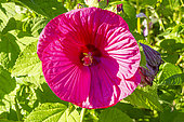 Hardy Hibiscus, Hibiscus moscheutos 'Carousel Red Wine', Red Wine Rose Mallow, flower