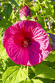 Hardy Hibiscus, Hibiscus moscheutos 'Carousel Red Wine', Red Wine Rose Mallow, flower