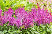 False Spirea, Astilbe chinensis 'Maggie Daley', in bloom