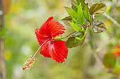 Ketmie des Jardins, Hibiscus x 'Rouge de Tenerela', fleur