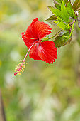 Scarlet Rose Mallow, Hibiscus x 'Rouge de Tenerela', flower