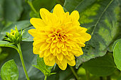 Sunflower, Helianthus decapetalus 'Plenus', flower