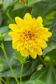 Sunflower, Helianthus decapetalus 'Plenus', flower