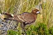 Mountain caracara (Phalcoboenus megalopterus) Juvenile, Lake Titicaca, Andes (3500-5000 m): southern Ecuador, Peru, Bolivia, northwest Argentina, Chile