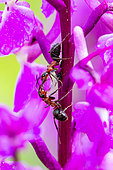 Ants on a stem, Trophallaxis, Jura, canton of Vaud, Switzerland