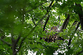Northern Goshawk (Accipiter gentilis) juvenile at nest, Canton of Geneva, Switzerland