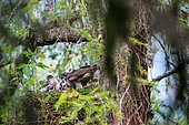 Northern Goshawk (Accipiter gentilis) feeding at nest, Canton of Geneva, Switzerland