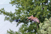 Black Kite (Milvus migrans) fight in flight with corvid, Canton of Geneva, Switzerland