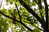 Northern Goshawk (Accipiter gentilis) on a branch, Canton of Geneva, Switzerland