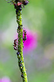 Ants tending to their aphids on a stem, Jura, canton of Vaud, Switzerland