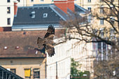 Black Kite (Milvus migrans) in flight in town, Canton of Geneva, Switzerland
