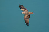 Black Kite (Milvus migrans) in flight, Canton of Geneva, Switzerland