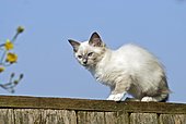Ragdoll cat sitting on the edge of a fence