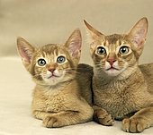 Red Abyssinian domestic cat, mother and kitten lying