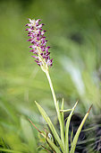 Bug orchid (Anacamptis coriophora subsp. fragrans) growing in the meadow, Piedmont, Italy