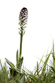 Burnt-tip orchid (Neotinea ustulata) against the white background, Liguria, Italy