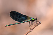 Adult male of the Beautiful Damoiselle (Calopteryx virgo) resting on a twig, Liguria, Italy