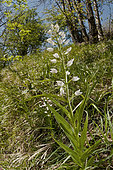 Sword-leaved Helleborine (Cephalanthera longifolia) growing in its natural environment, Piedmont, Italy