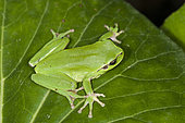 The Mediterranean tree frog or stripeless tree frog (Hyla meridionalis) resting on green leaf, Liguria, Italy