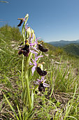 Bertoloni's Bee Orchid (Ophrys bertolonii) growing in tipical mediterranean habitat, Liguria, Italy