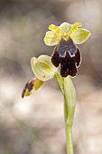 Sombre Bee-orchid (Ophrys fusca subsp. delforgei), detail of inflorescence, Liguria, Italy