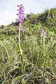 A pair of early purple orchid (Orchis mascula ssp. speciosa) growing in the meadow, Piedmont, Italy