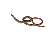 Side view of slow worm or blindworm (Anguis fragilis) on a white background, Liguria, Italy