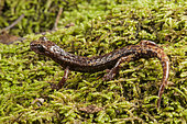 A profile of Strinati’s cave salamander (Speleomantes strinatii) walking on wet mossy surface, Liguria, Italy