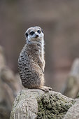 Adult meerkat or suricate (Suricata suricatta), sentry on guard watching for predators, fauna park Natura Viva, Verona, Veneto, Italy