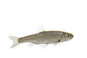Side view of Italian riffle dace or Vairone (Telestes muticellus) against a white background, Piedmont, Italy