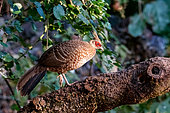 Kalij Pheasant (Lophura leucomelanos) female on a branch, Sattal, Uttarakhand, India