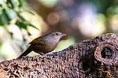 Streaked laughingthrush (Trochalopteron lineatum) on a branch, Sattal, Uttarakhand, India