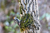 Brown-fronted woodpecker (Dendrocopos auriceps) male on a trunk, Sattal, Uttarakhand, India