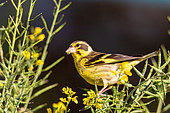 Yellow-breasted greenfinch (Chloris spinoides) on flowers, Sattal, Uttarakhand, India