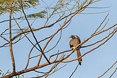 Indian Grey Hornbill (Ocyceros birostris) on branch, Delhi, India