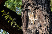 Northern palm squirrel (Funambulus pennantii) against a trunk, Delhi, India