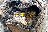 Spotted Owlet (Athene brama) two individuals against each other in a cave, Delhi, India