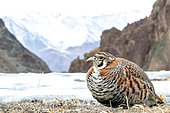 Tibetan partridge (Perdix hodgsoniae) on ground in its natural environment, Himalayas, Ladakh, India