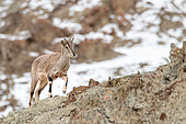 Bharal (Pseudois nayaur) young on a rock in winter, Himalayas, Ladakh, India