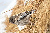 Brandt's mountain finch (Leucosticte brandti) flying from a haystack, Himalayas, Ladakh, India