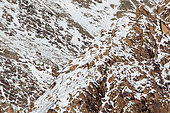 Snow leopard (Panthera uncia) camouflaged in its snow habitat, Himalaya, Ladakh, India