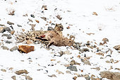 Snow leopard (Panthera uncia) on a female Ibex (Capra sibirica) carcass in the snow, Himalaya, Ladakh, India