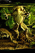 Titicaca Water Frog (Telmatobius culeus), Lake Titicaca (3810 m), Bolivia/Peru