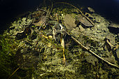 Grenouille agile (Rana dalmatina) en période de reproduction dans une mare durant la nuit, commune de Couffy, Loir et Cher, France