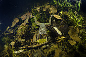Grenouille agile (Rana dalmatina) en recherche d'un ou d'une partenaire pour la reproduction dans une mare durant la nuit, commune de Couffy, Loir et Cher, France