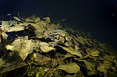 Grenouille agile (Rana dalmatina) en période de reproduction dans une mare durant la nuit, commune de Couffy, Loir et Cher, France