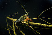 Red swamp crayfish (Procambarus clarkii) in a pond, city of Couffy, Loir et Cher, France