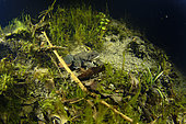 Grenouille agile (Rana dalmatina) en recherche d'un ou d'une partenaire pour la reproduction dans une mare durant la nuit, commune de Couffy, Loir et Cher, France