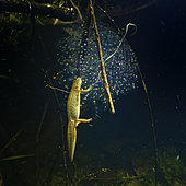 Palmated newt (Lissotriton helveticus) female feeding on the eggs of a Grass frog in a pond, Couffy commune, Loir et Cher, France